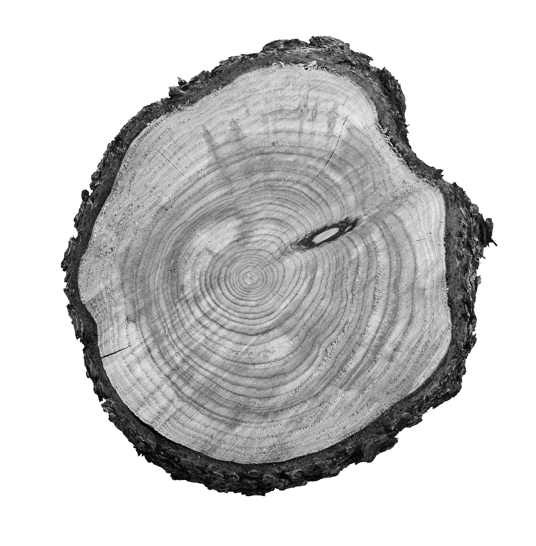 A black and white tree stump slice